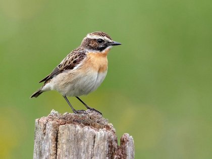 Vortrag: Höhepunkte der Vogelbeobachtung in und um Nürnberg - Vortrag des LBV Nürnberg/er Land