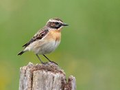 Vortrag: Höhepunkte der Vogelbeobachtung in und um Nürnberg - Vortrag des LBV Nürnberg/er Land