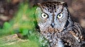 Herbstferien im Zoo: Rundgang mit dem Nachtwächter