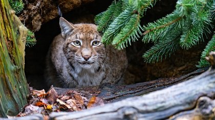 Herbstferien im Zoo: Artenschutz-Insider
