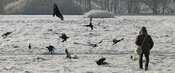 Open Air Ende: Watching People - Watching Birds