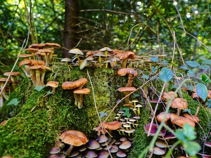 Grünzeugreihe: Genuss oder Gefahr