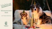 Silvester ohne Panik - So hilfst du deinem Hund durch die laute Zeit.
