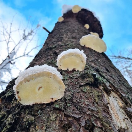 Neujahr im Winterwald: Pilz- und Baumführung in Oberursel (Taunus)