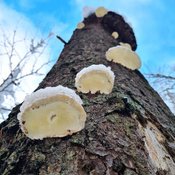 Neujahr im Winterwald: Pilz- und Baumführung in Oberursel (Taunus)
