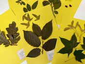 Das Herbarium – Natur zum Aufblättern