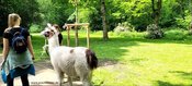 Lamawanderung intensiv