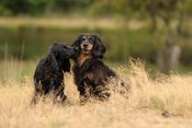 Onlinevortrag Jagdverhalten und Hormone – mit Dr. Lara Steinhoff