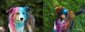 DogDay Im Sommerbad Neukirchen