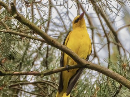 Vortrag: Ornithologische Schönheiten in und um Nürnberg - Bildervortrag des LBV Nürnberg/er Land