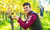 Wild auf Wein | Winzergespräche mit dem Weingut Kurek