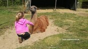 Lama-Erlebnisbegegnung für Kinder ab 6 Jahren