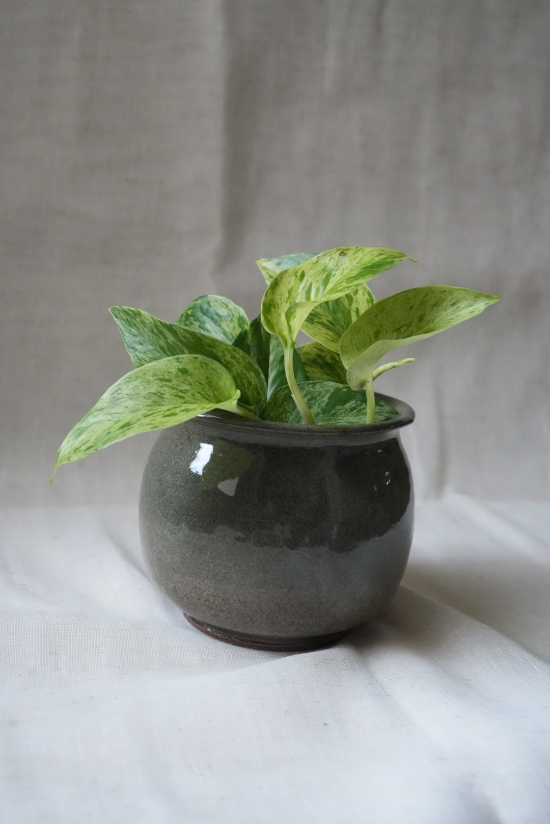 Cute plant pot.