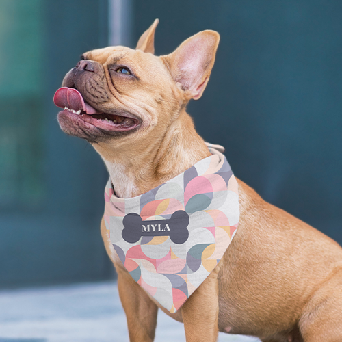 Pet bandana