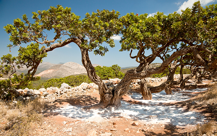 Mastic tree in Chios