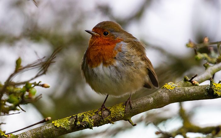 The European robin redbreast