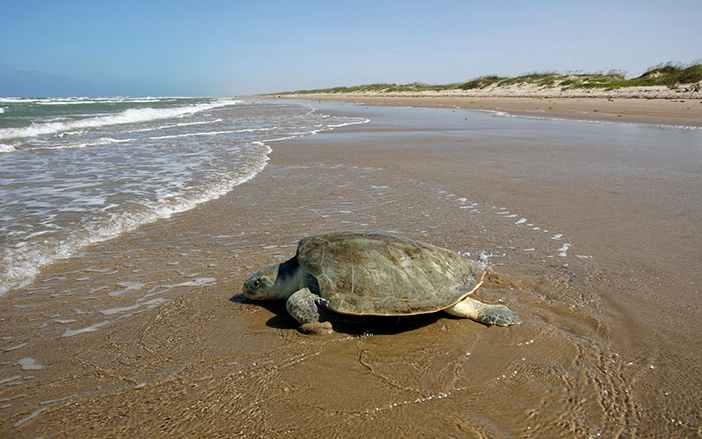 Χελώνα Caretta-Caretta στο Εθνικό Θαλάσσιο Πάρκο Ζακύνθου