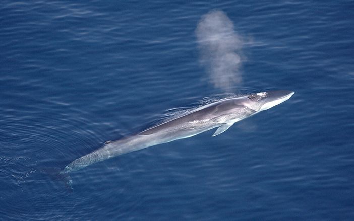 Risso's dolphin in Ionian sea