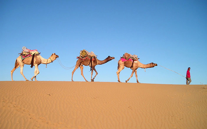 Explore the desert on a camel!