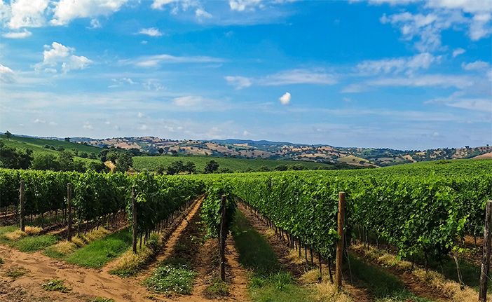 Variety of grapes in Samos island