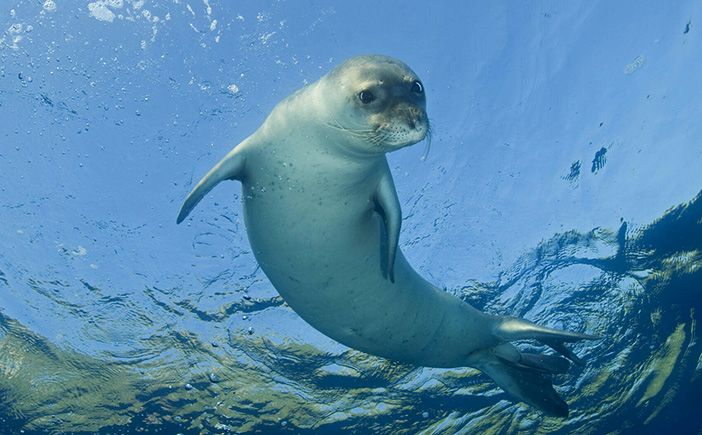 The waterpark of Alonissos has different species