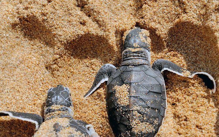 The small caretta caretta in Zakynthos