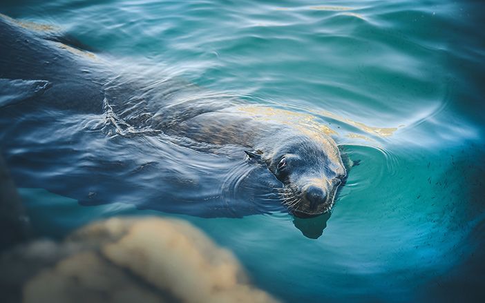 The seal monachus monachus in Alonissos island