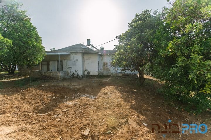 Ness Ziona Plot