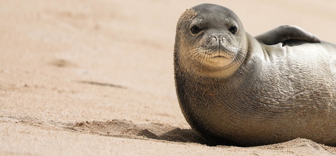 Monk Seals