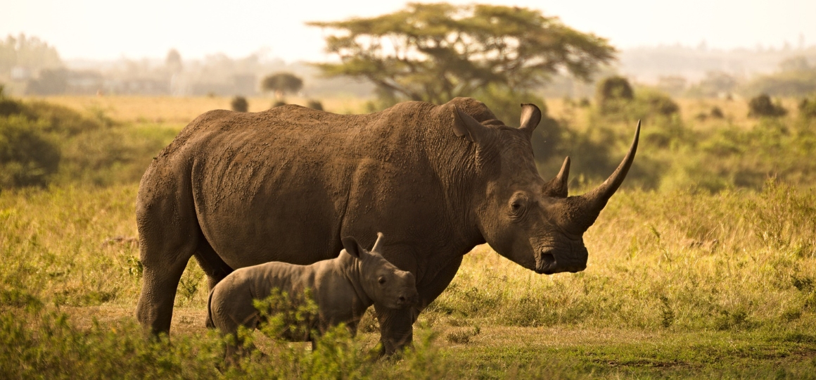 Rhinos