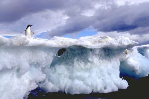 Giving back: Penguin research with Oceanites
