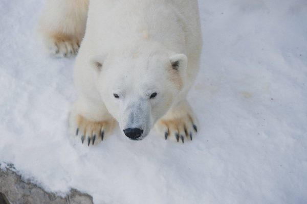 polar bear research and education