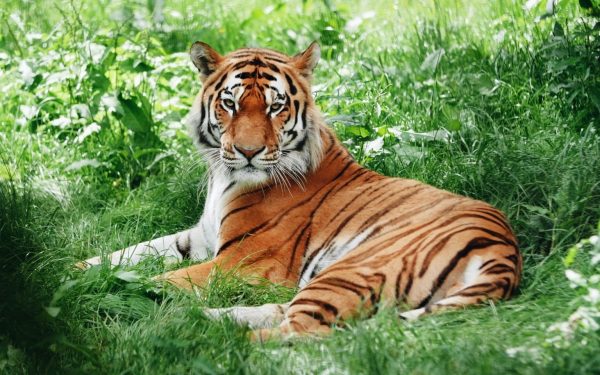 protecting tigers