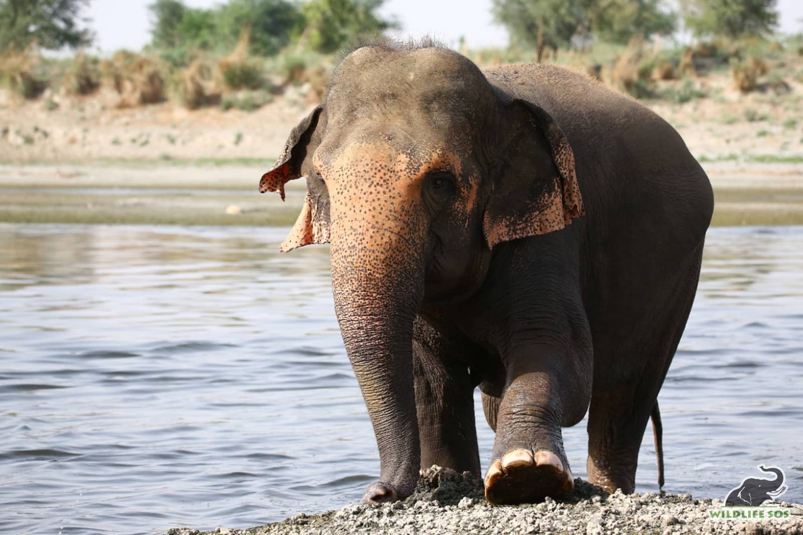 Elephants - Wildlife SOS