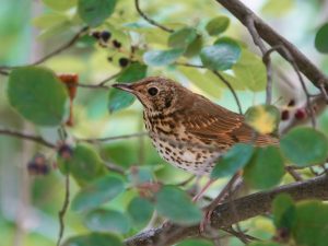 song thrush