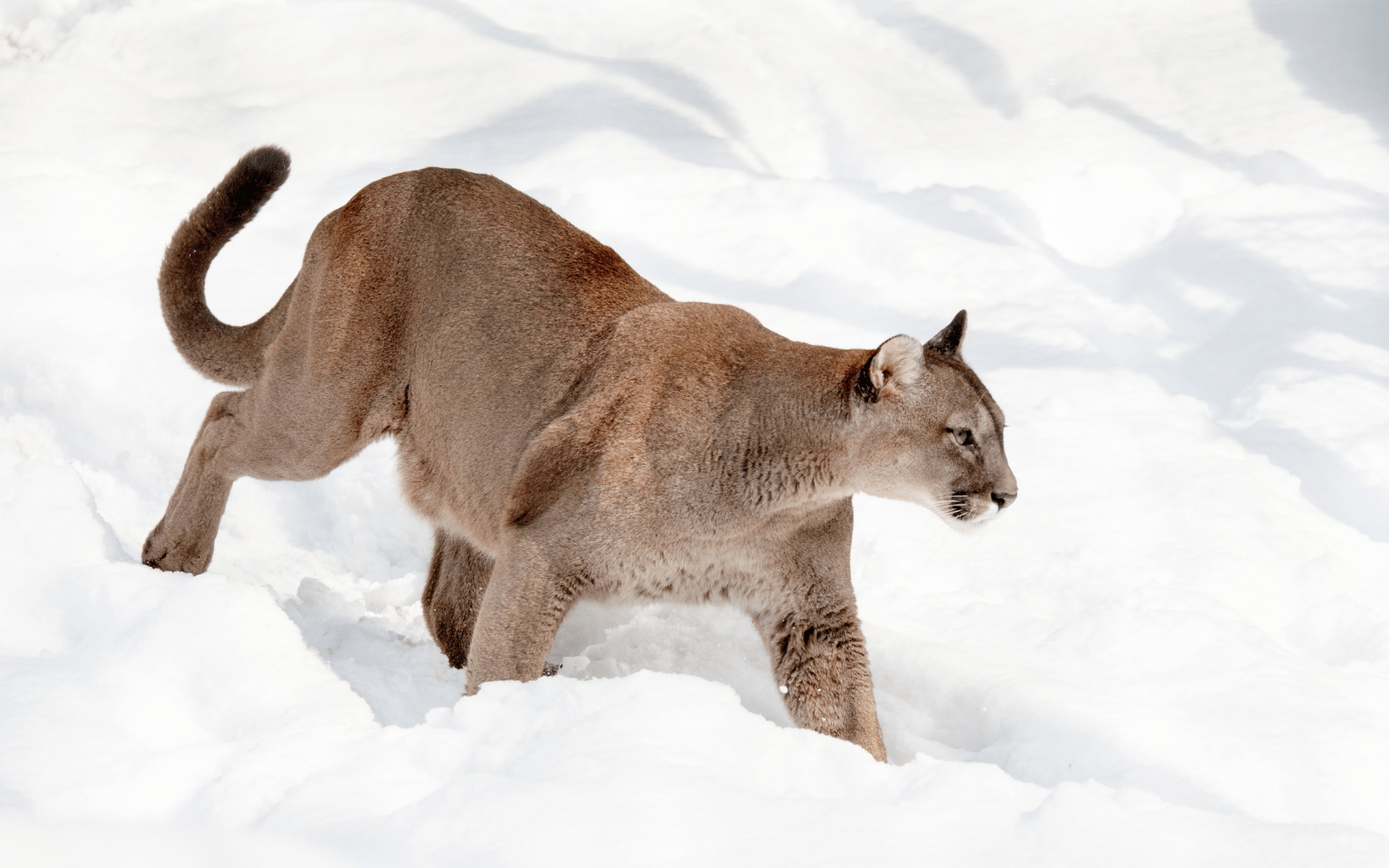 connecting puma habitats