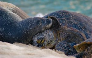 hawaii marine animal response