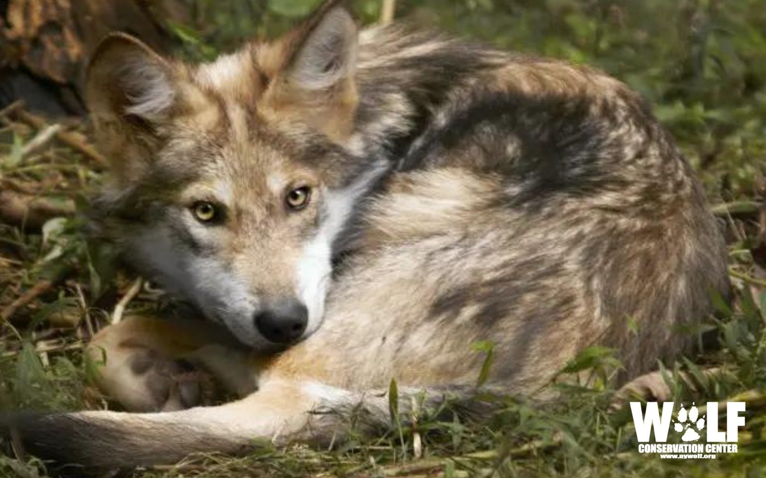 Wolf Conservation Center - Share your love for wolves with a symbolic  adoption of one of the 32 wolves that call the Wolf Conservation Center  home! Learn more ➡️  Mexican gray