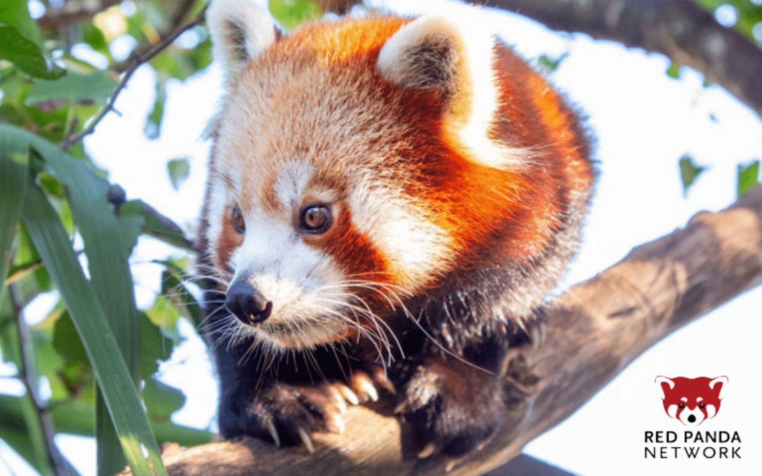 red panda habitat destruction