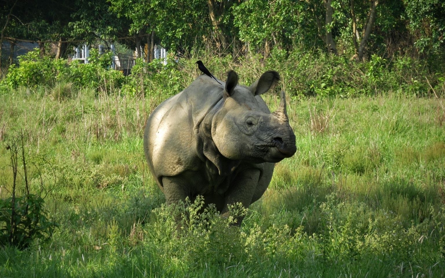 International Rhino Foundation: Training Rangers