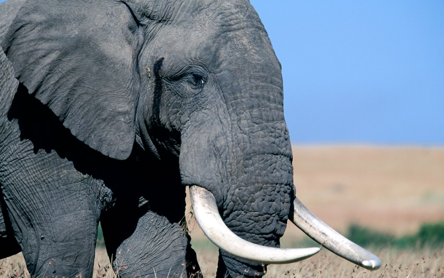 Elephant  African Wildlife Foundation