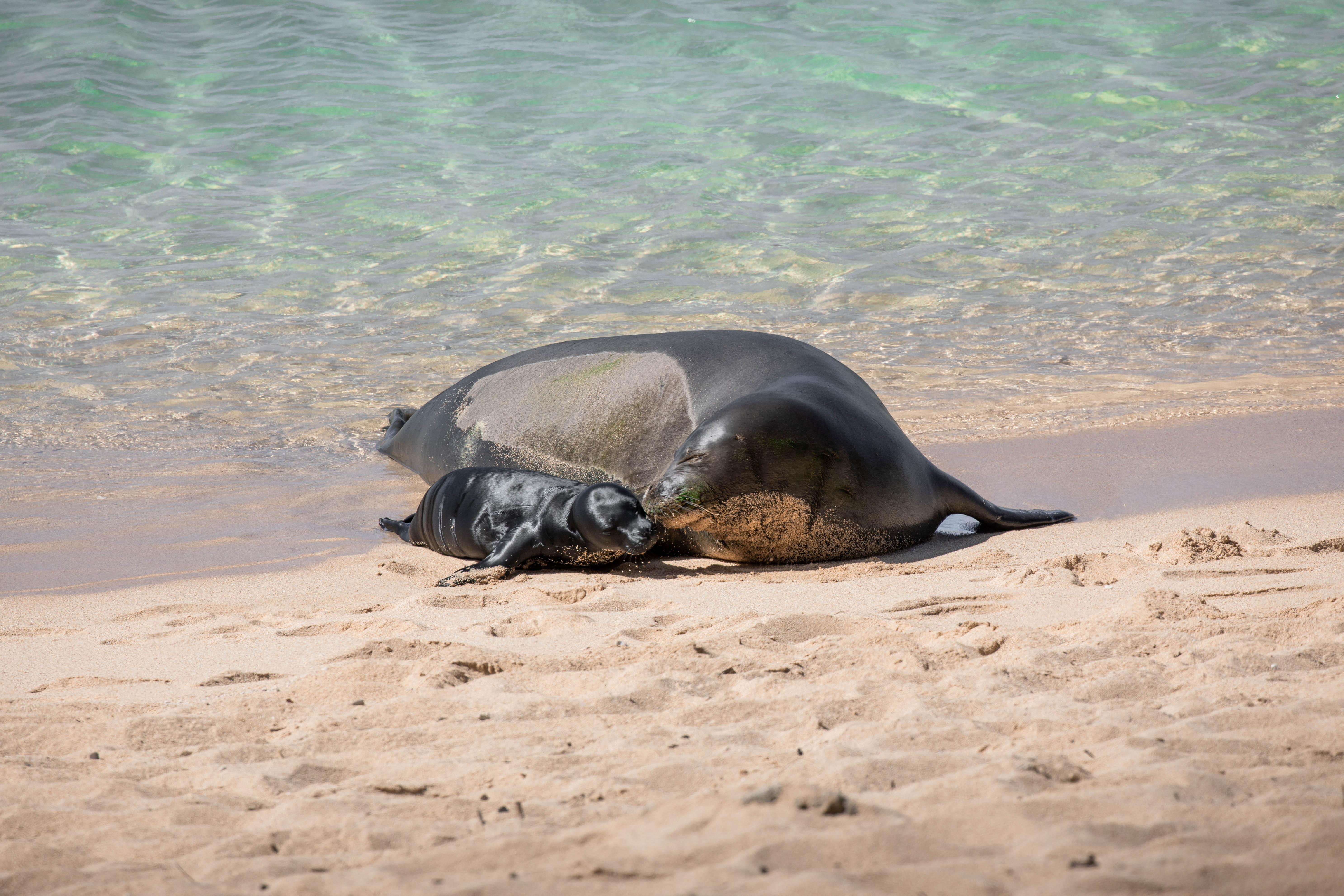 hawai’i marine animal response