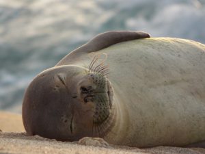 Hawaiian monk seal