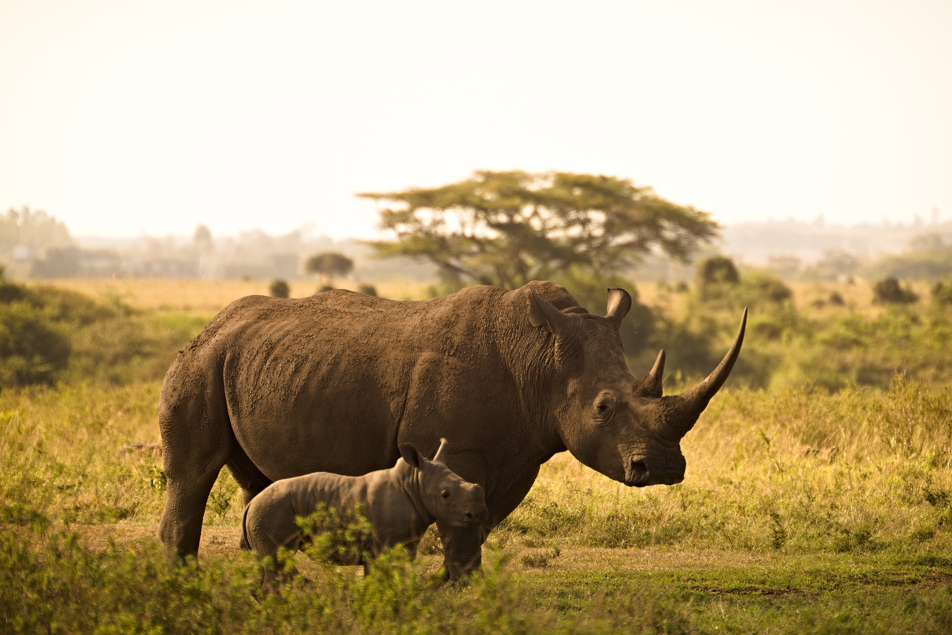 international rhino foundation