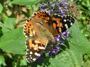 helping pollinators