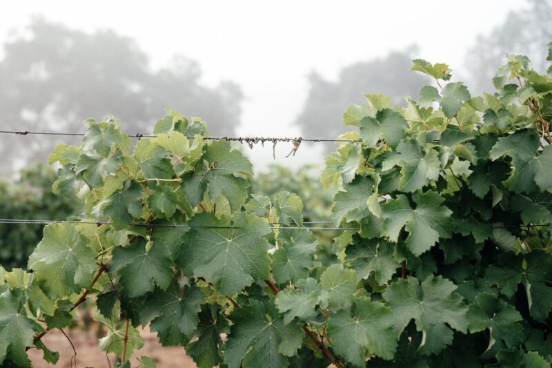 Maitre de Chai is the October featured winery at The Cellar Door at The Oakville