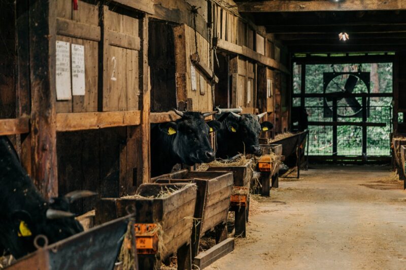 Kaneko Farm in Japan, source of Namiki wagyu at RPM Steak