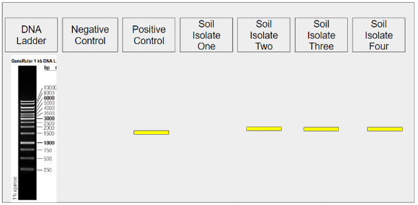 An image of a eletrophresis gel with 7 wells labeld at the top.  The first well is the DNA Ladder and has an image of a DNA bands below, separated by size, with each band's size labeled. The second well is the Negative Control and has zero bands shown.  The third well is the Positive Control and has a single band shown, approximately halfway down the gel lane.  The last four wells are labeled Soil Isolate One through Four.  There is no band in the Soil Isolate One lane, but there is a band present in the lanes of Soil Isolates 2 through 4, all approximately halfway down the gel lane.