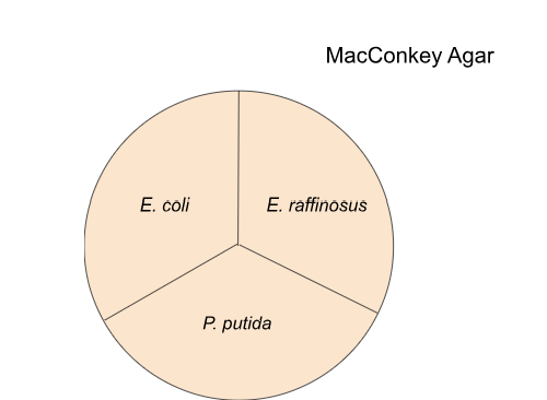  An illustration of a MacConkey agar plate. The  plate is separated into thirds with equal parts of E. coli, E. raffinosus, and P. putida.