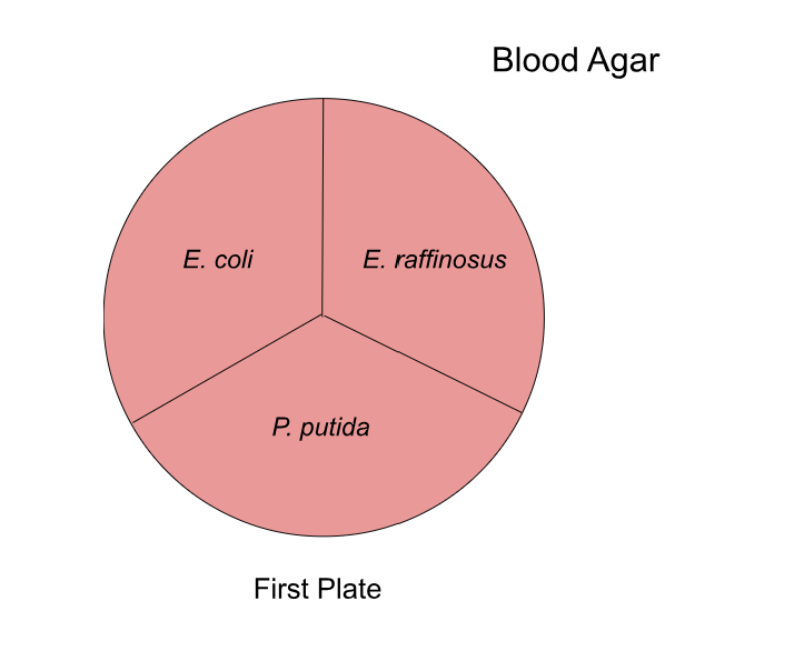  An illustration of an agar plate labeled Blood Agar. The plate has a red background and is separated into thirds with equal parts of E. coli, E. raffinosus, and P. putida.